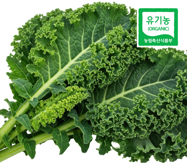 유기농 컬리 곱슬 케일 샐러드용 즙용 주스용 당일수확 산지직송, 2kg, 1박스