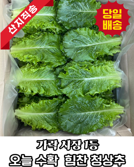 [농가직영] 당일수확 가락시장 1등 국내산 청상추 로메인 상추, 300g, 1개