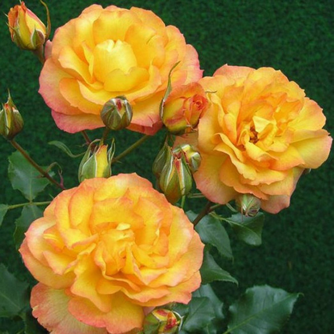 사계 넝쿨장미 레오나르도 덩굴 장미나무 묘목 포트묘 스칼렛 사하라, 사하라 사계넝쿨(노랑색)P15포트