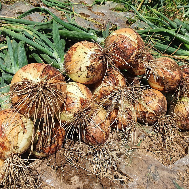 서산 향토밭 양파 소 10kg, 1박스