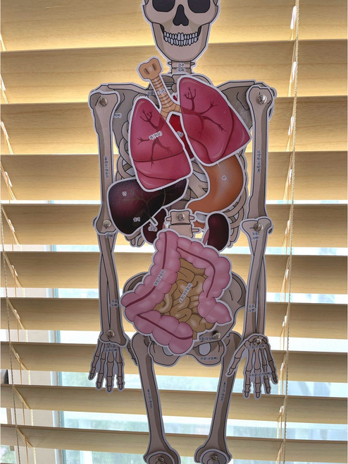 우리몸 초등 실과 중학교 과학 보건 인체장기 내장기관 위치 해골 인체 모형 만들기 고등학교