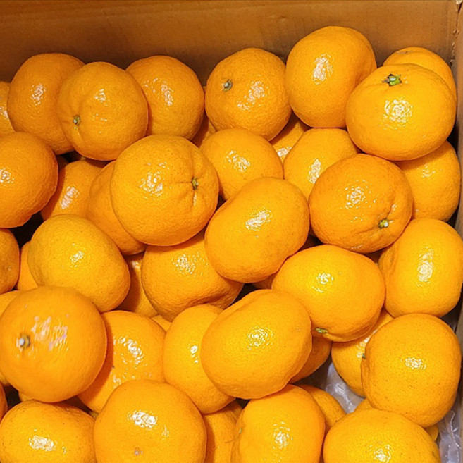 산지직송 제주 귤 밀감 고당도 감귤 특품 대과, 1개, 10kg