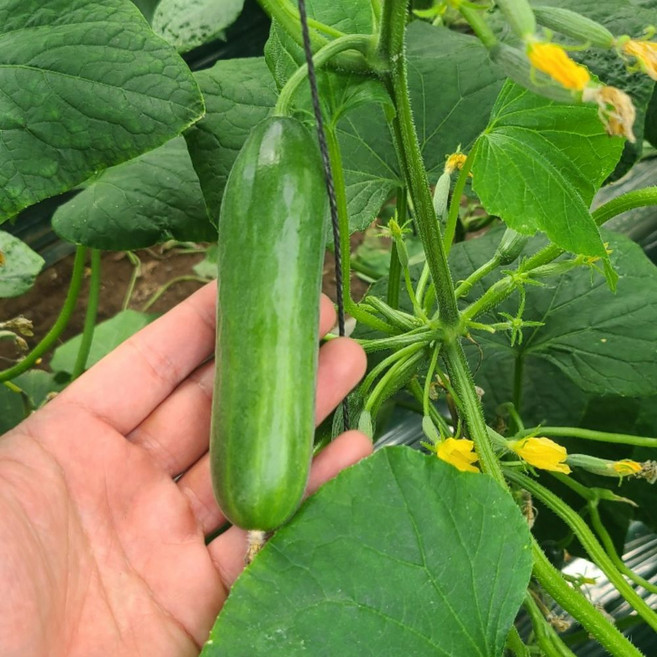 팔도픽 미니오이, 1박스, 1kg(11-20개 내외)