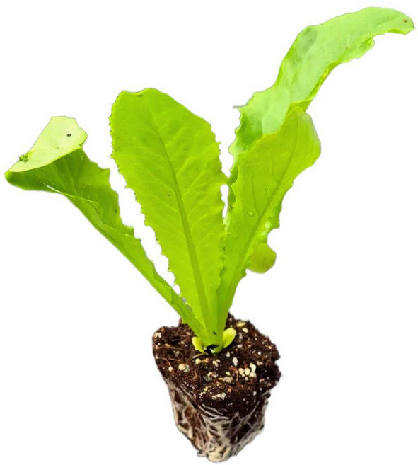 [오감] 궁채 모종 뚱채 상추채 황제채 묘종, 6개