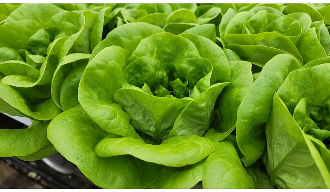 에상스팜 산지직송 무농약 버터헤드 단품 1kg 유럽상추 샐러드 채소, 1개