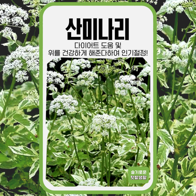 산미나리 씨앗 400립 펜넬 회향 아람종묘 종자 모종 씨 야생화 토종 나물 재래종 미나리, 1개