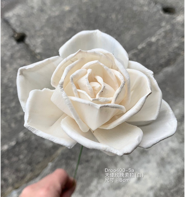 天使玫瑰索拉花, 白色