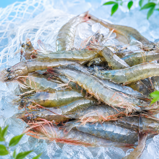 소온상회 산지직송 흰다리새우 생새우 당일선별, 1개, 1kg