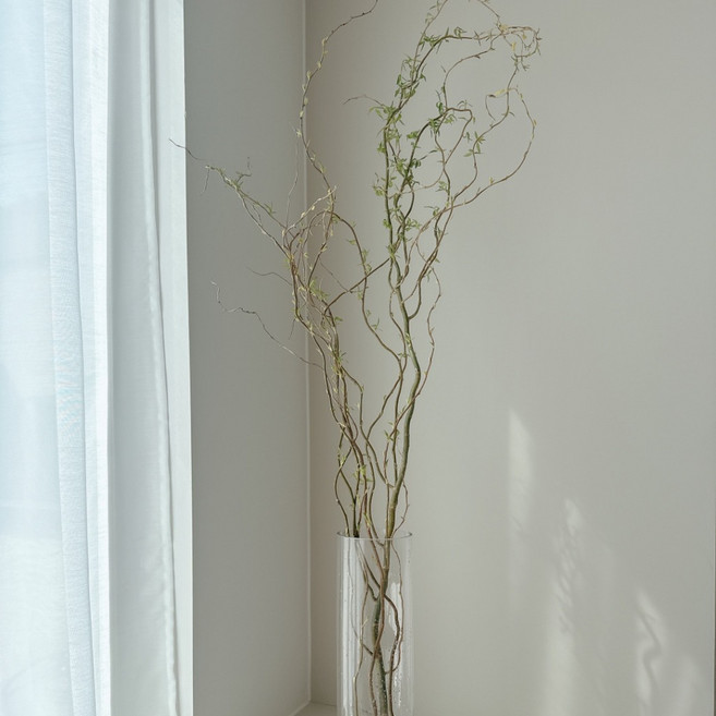 곱슬버들 절화 나뭇가지 인테리어 카페식물 데코, M, 1개