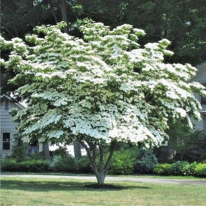 산딸나무 2-3년 분묘 R1.0-1.2 전후 흰색산딸묘목 미산딸나무, 산딸나무 2-3년 분묘 R1.0-1.2(흰색꽃)