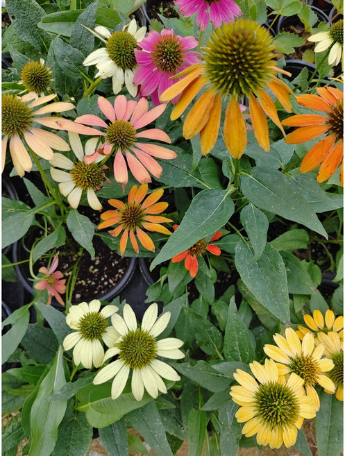 골드씨드 에키네시아 색이예쁜 야생화 노지월동식물 해바라기 같은 에키네시아 모종, 에키네시아 대품, 1개