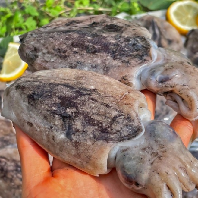 국내산 갑오징어 2kg 10-15미 내외