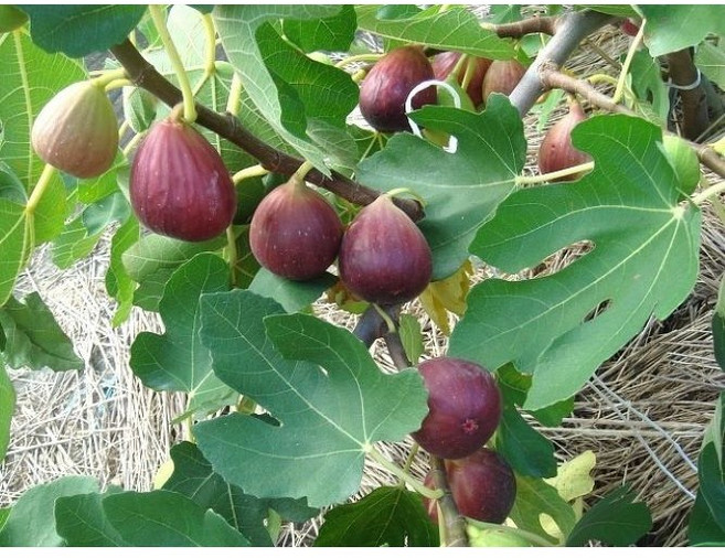 광일농원 무화과 승정도후인 3년 화분