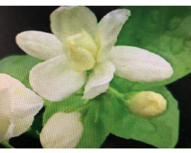 沙巴 茉莉花精油 2ml 分裝罐 純花香味 產地印度, 1個