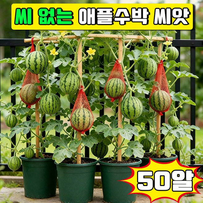 [당일배송] 씨 없는 화분 수박 씨앗 애플수박 씨앗 미니수박 씨앗 허니꿀수박 베란다 정원 화분 수박 씨앗 사은품 랜덤 증정, 50개