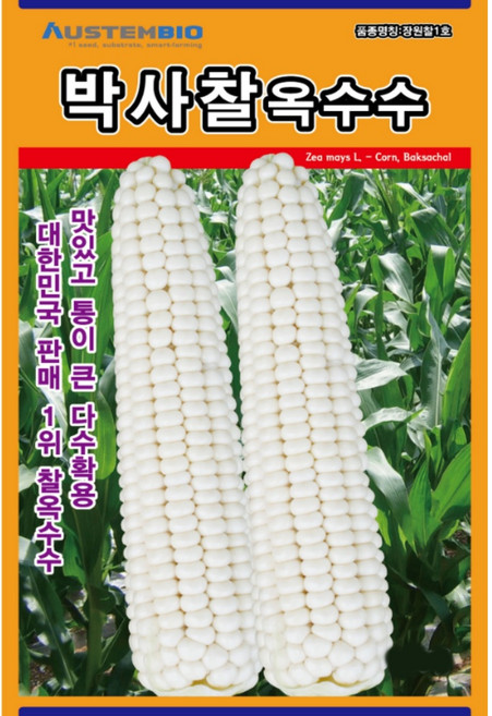 강원도 찰옥수수 씨앗 옥수수씨 종자, 1개, 박사찰옥수수 150립