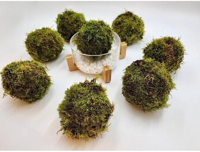 苔鑽 苔蘚球 直徑12cm 辦公室小物 空氣淨化植物 懶人植物, 1個