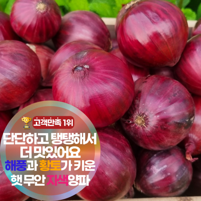 삼시세끼연구소 생으로도 맛있는 무안 햇양파 자색양파 장아찌용, 1박스, 10kg(중대)