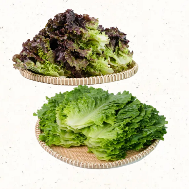 친환경 상추 적상추 청상추 국내산 1kg 쌈채소 모둠상추 산지직송, 1개, 모둠혼합