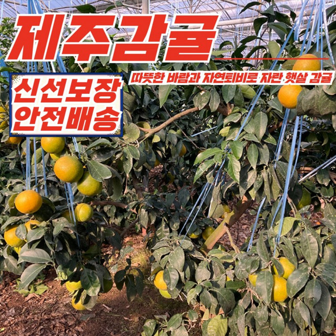 제주 햇살 극조생 감귤 소과 4.5kg, 1개, 상세페이지 참조