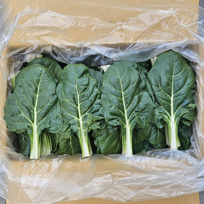 클릭마켓 국내산 근대 쌈채소 샐러드 야채, 1개, 2kg