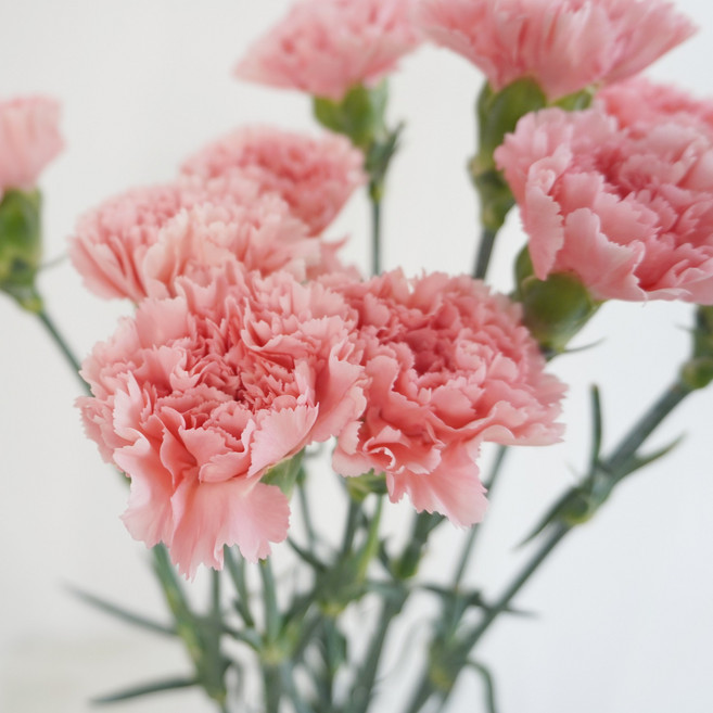 [플라워팜팜] 어버이날 대륜 카네이션 10송이 3 colors 생화 꽃배달, 핑크, 1개