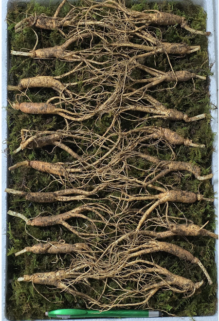 [수로] 강원도 전라도 진짜 산삼 장뇌삼 산양삼 산양산삼 5-6년 못난이삼 서비스, 10g, 70개, 56년 못난이삼