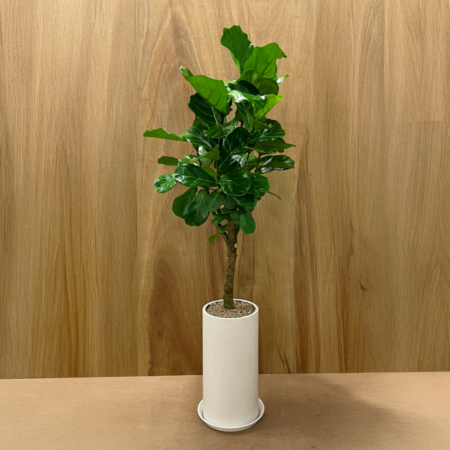 (리본+받침대 증정+서울 경기 당일배송) 알레스구테 개업 집들이 승진 취임 축하 화분 거실 인테리어 사무실 이전 병원 카페 개업식 공기정화 식물, 1개, 09. 떡갈고무나무