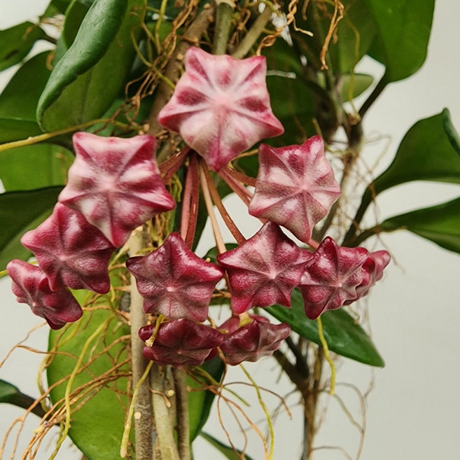 어썸플라워 호야 카노사 레드 걸이분