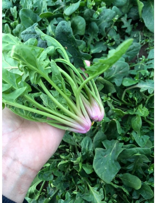 시금치 포항시금치 포항초 노지 보물초, 포항초(1kg)단작업안함, 1개