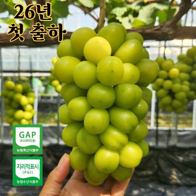 포도 프리미엄 고당도 샤인머스켓 김천 [산지직송], 1박스, 1kg (2-3수)
