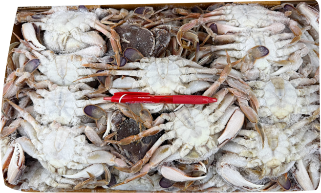 냉동 선동 황게 6-7단 BOX 드라이아이스포함, 1박스, 10kg