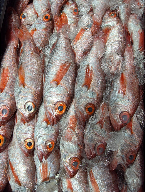 국내산 금태 아까무스 눈볼대, 1