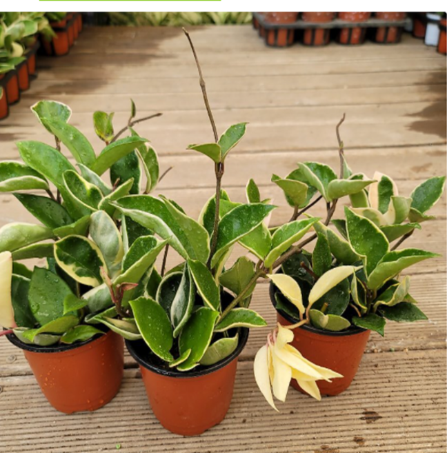 호야(재입고) 생명력 짱, 1개