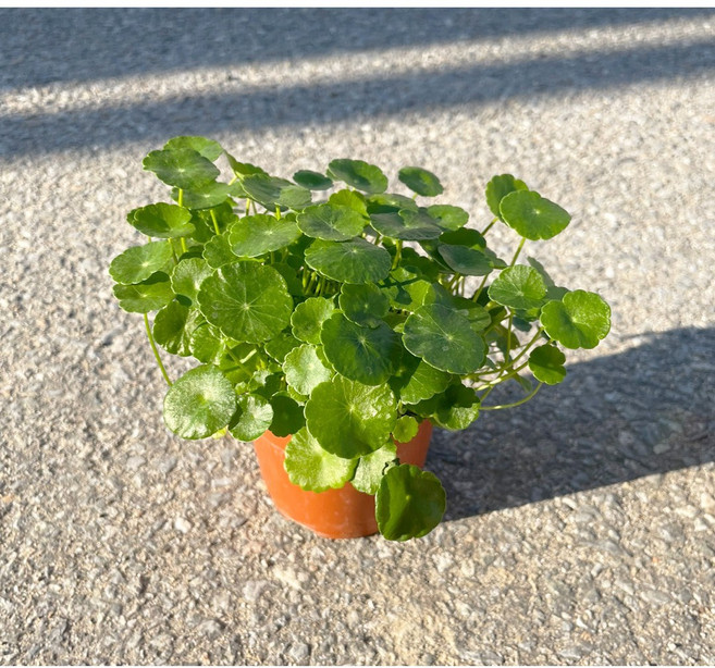 워터코인 소품 (포트지름10) 수경재배 수생식물 실내공기정화식물 소품 어항 화초 대성식물, 1개