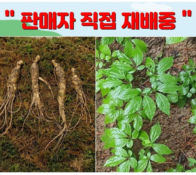 장뇌삼 3년근모종 장뇌삼 묘삼 삼모종 산삼 인삼 모종 /정직한사람들, 10개, 11g