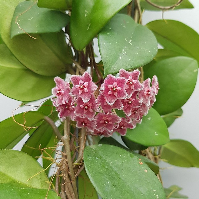 (플라워사랑) 호야 카노사 걸이분 색상랜덤, 1개