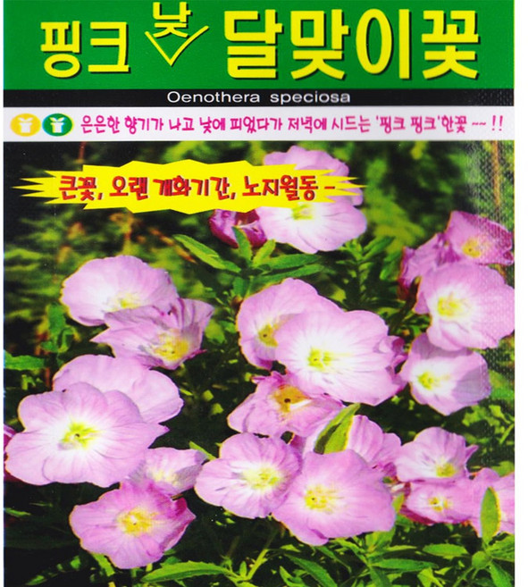 영농사 핑크낮 달맞이꽃 씨앗 500립 달맞이꽃씨, 1개