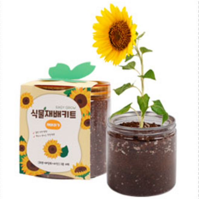 식물재배키트 화분 관찰용 어린이 유아 놀이식물 식용 다양 정서 심신 안정 식물키우기, 해바라기