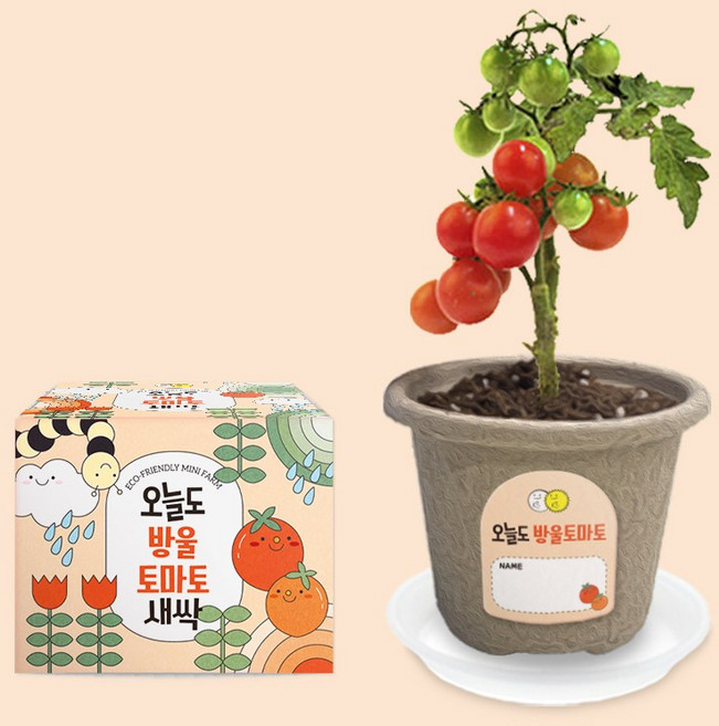 오늘도새싹 식물키우기 방울토마토 미니화분, 1개