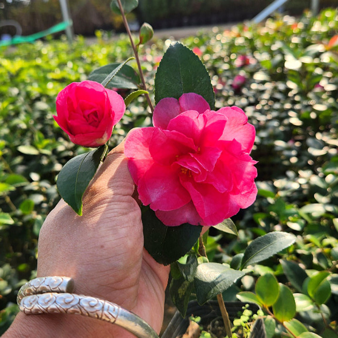 목하원예조경 애기동백나무 포트묘 개화주 묘목 겨울꽃 상록수 관엽식물 정원수 조경수 동백 꽃나무, 1개, 단일