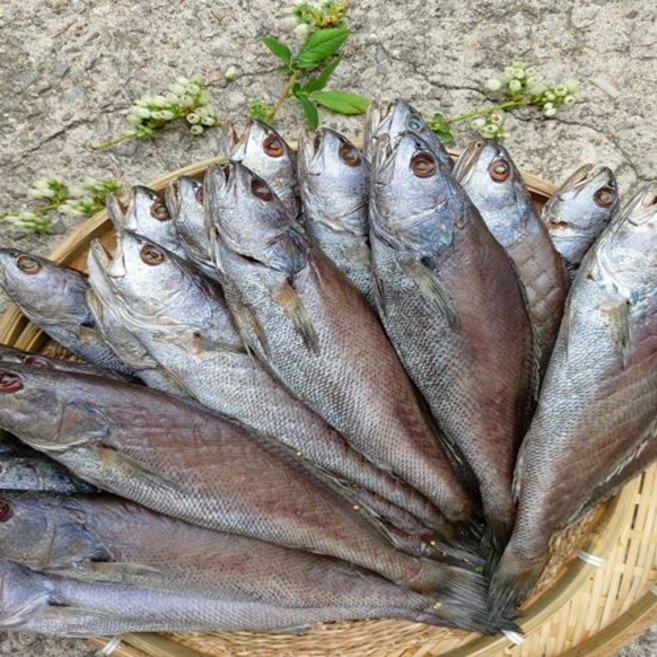 자연산 여수 반건조 제수용 민어 1미 35cm 내외, 1개