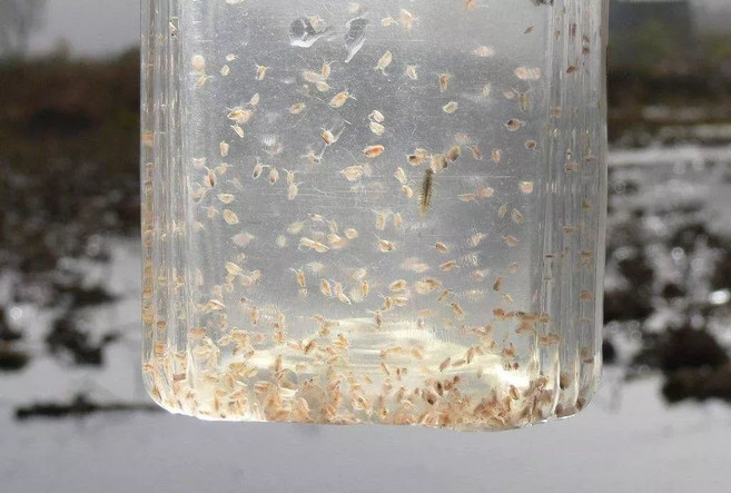 活體水蚤 豐年蝦 魚蝦飼料, 2個, 600ml