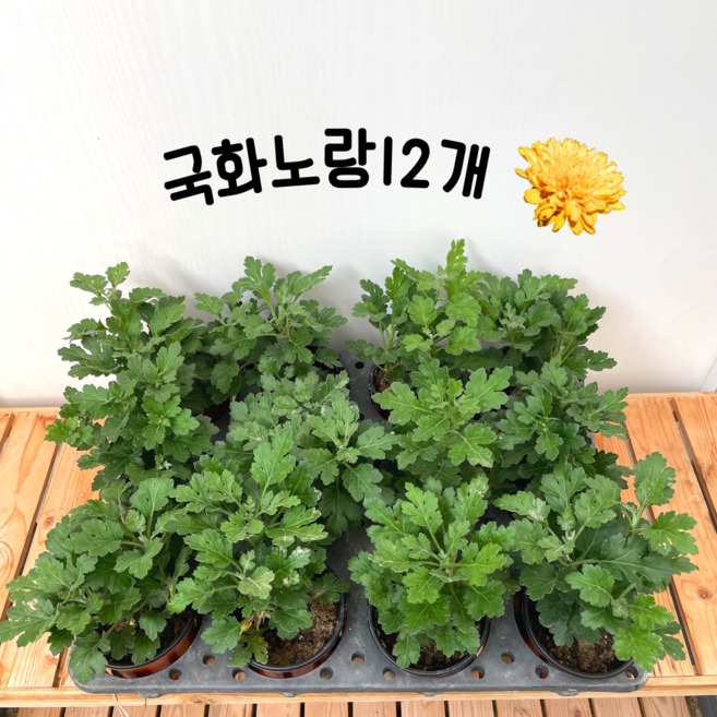 월동국화 노랑 이색12개한판세트, 1개