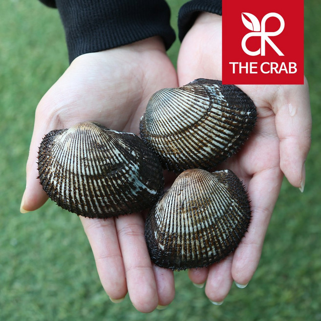 제철 남해안 피조개 피꼬막 3kg 5kg 꼬막회 무침용도, 1개, 5kg (횟감)