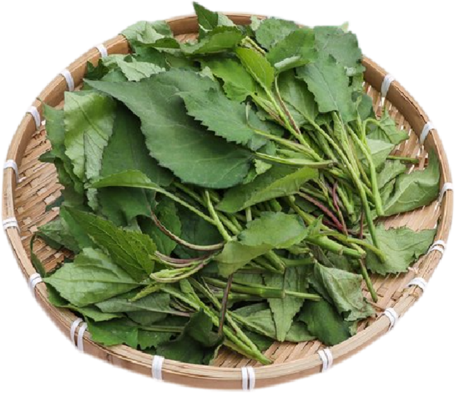 제주 취나물 4kg / 박스 업소용 식당용 야채 채소, 1박스