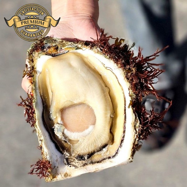 [프리미엄 정품 재구매율이 높은 통영 바위굴] 프리미엄 해녀가 잡은 자연산바위굴 벚굴 대왕바위굴 세척해서 배송, 1개, 프리미엄 자연산 바위굴 10kg