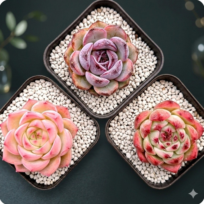 [파격특가 다육 세트] 예쁜다육 이쁜다육이 공기정화 인테리어 선인장 세트 미니 분갈이흙 희귀 특이 인지 랜덤, [5번] 3종세트, 1개