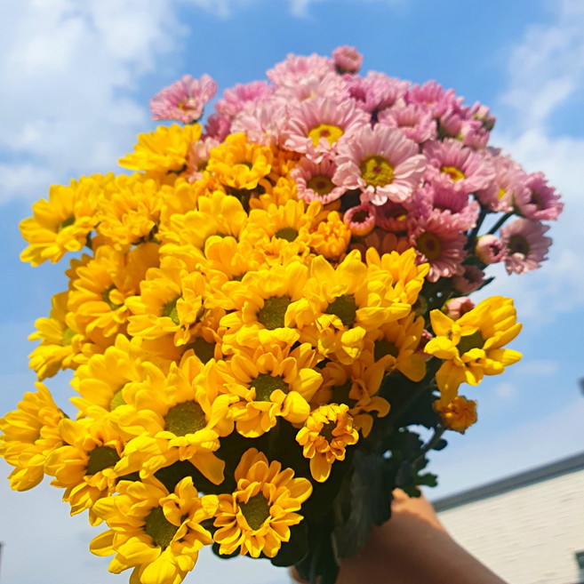 피엘플라워 소국소국 1+1 생화 꽃 사랑 축하 감사인사 위로 향기 힐링 가을꽃, 1개, 옐로우+핑크