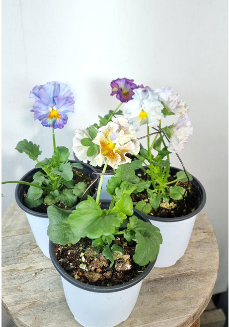 서비내 일본팬지 낱개상품 일본 비올라 팬지 희귀식물 인테리어식물 예쁜꽃 겨울꽃, 1개, 혼합